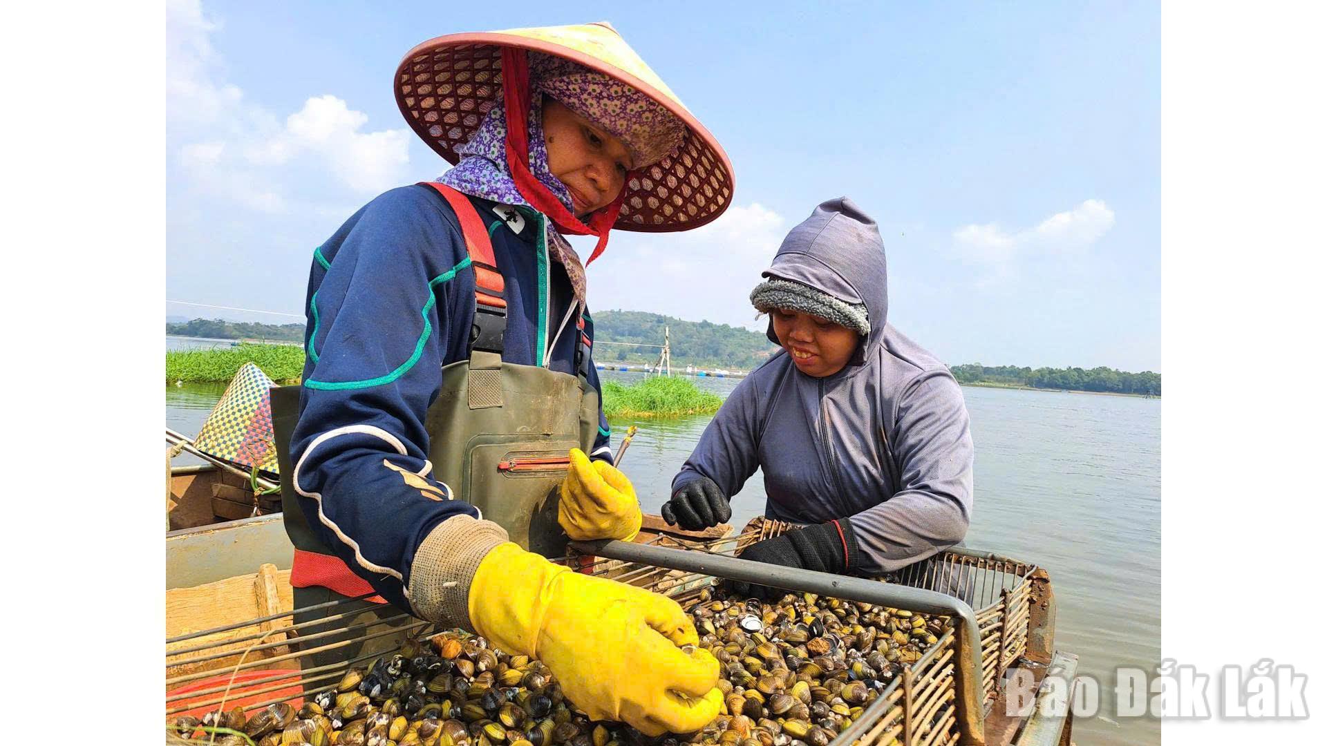 Mùa hến ở hồ Ea Kao