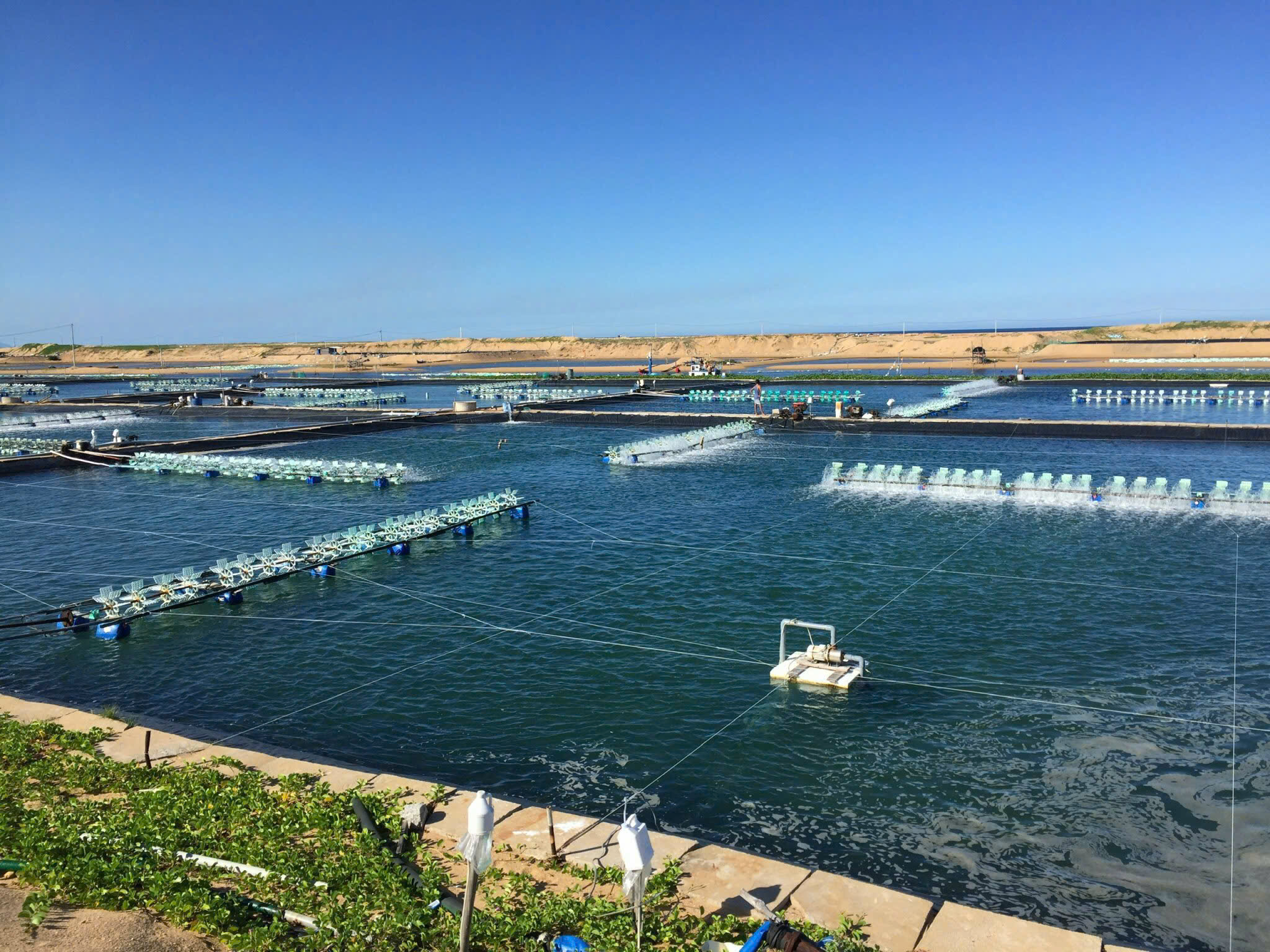 Công tác quan trắc, cảnh báo môi trường góp phần phát triển vùng nuôi trồng thủy sản bền vững