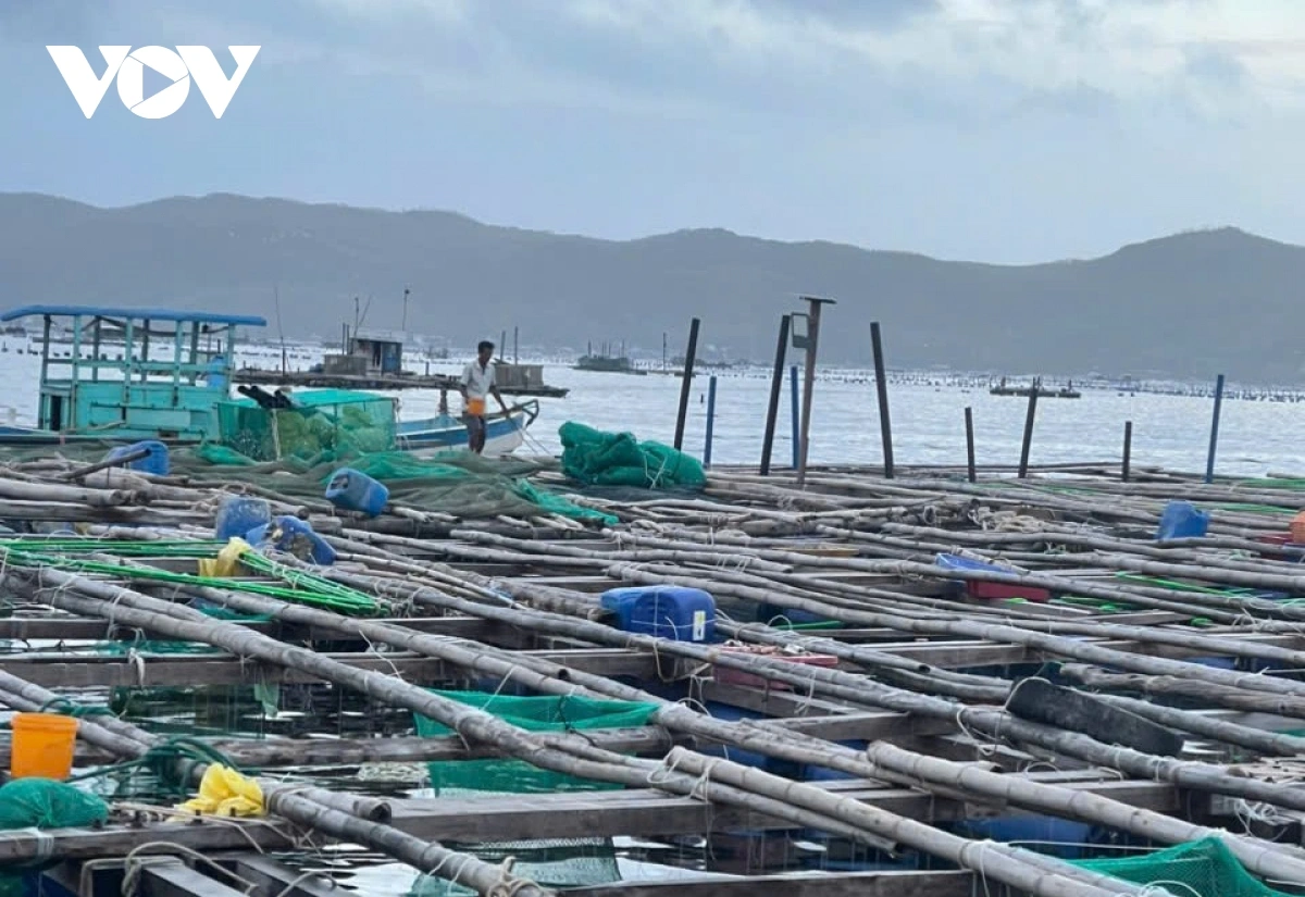 cac_ho_dan_o_vinh_xuan_dai_chuan_bi_lai_long_be_vao_vu_tom_hum_moi