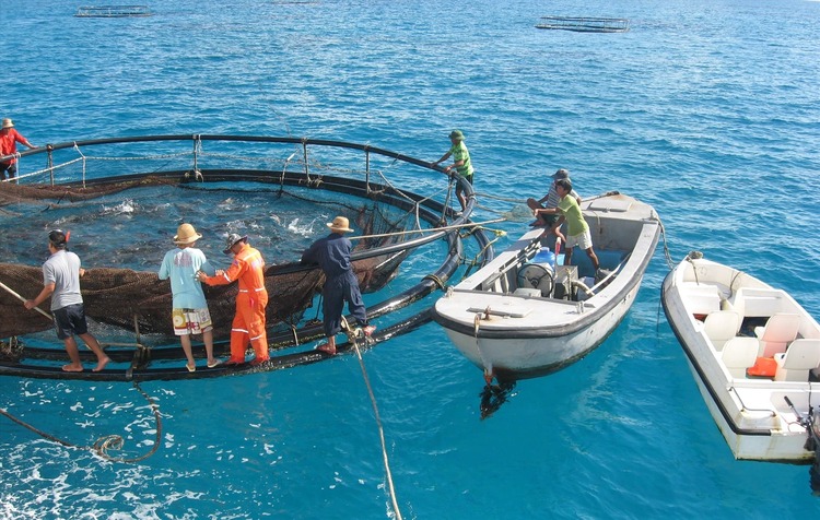 Công nghệ giúp nuôi trồng thủy sản bứt phá ấn tượng